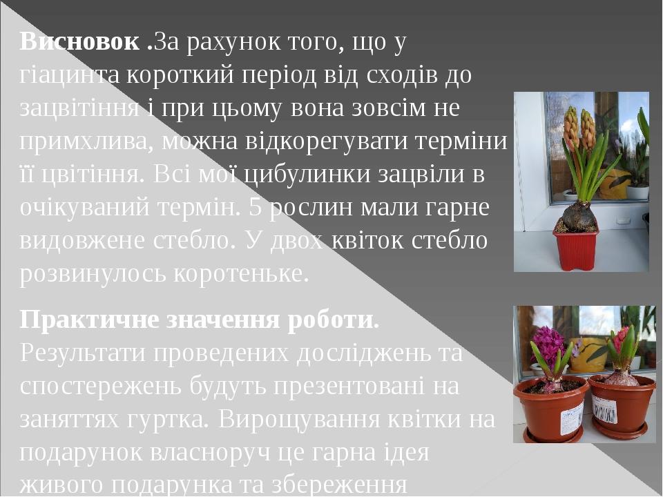 Висновок .За рахунок того, що у гіацинта короткий період від сходів до зацвітіння і при цьому вона зовсім не примхлива, можна відкорегувати терміни...