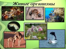 Многообразие живых организмов