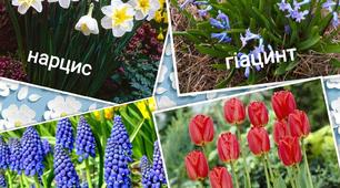 Віртуальна екскурсія до клумби