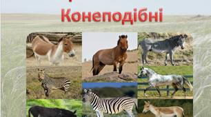 Презентація  на тему : "Непарнокопитні або Конеподібні"