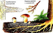 Как грибы вступают в симбиоз: примеры микоризы с корнями деревьев ...