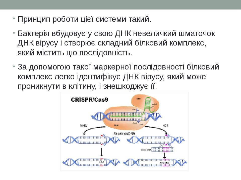 Принцип роботи цієї системи такий. Бактерія вбудовує у свою ДНК невеличкий шматочок ДНК вірусу і створює складний білковий комплекс, який містить ц...