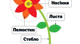 Авторське заняття з природного довкілля " Будова квітки" , 5-й рік життя