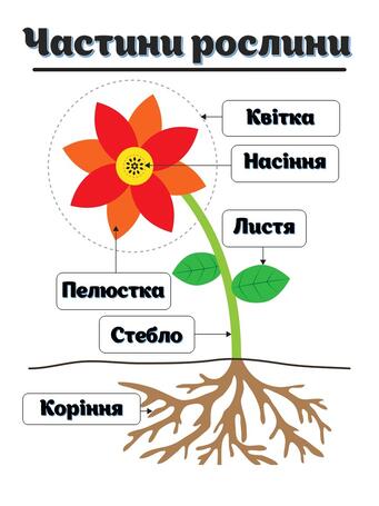 Авторське заняття з природного довкілля " Будова квітки" , 5 ...