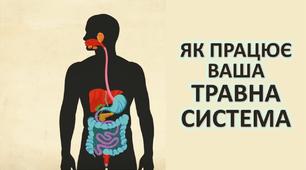 Травна система