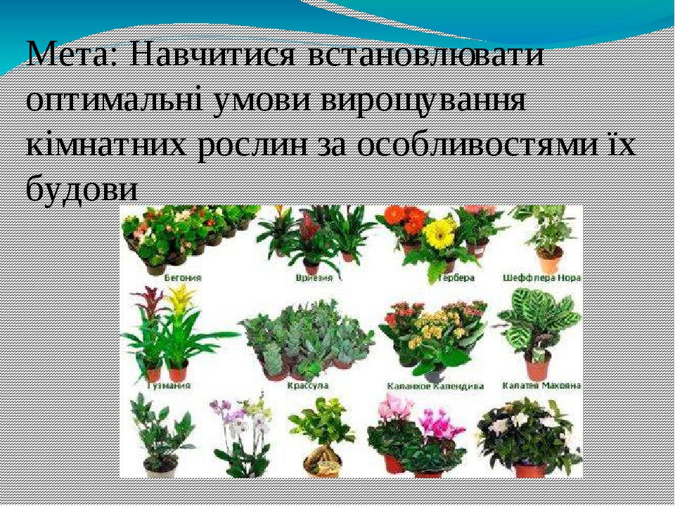 Дайте характеристику отрасли растениеводства по выбору по плану значение