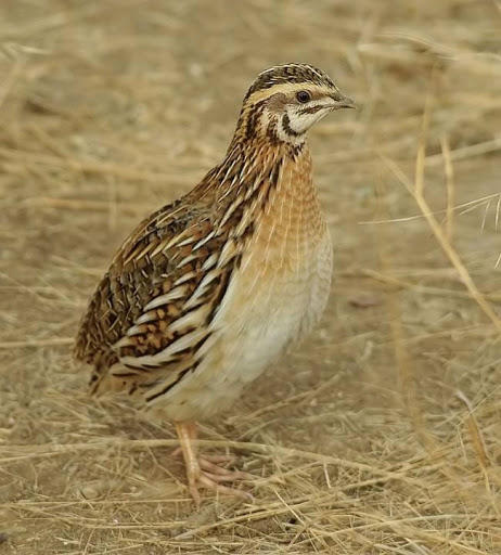 Перепілка (Coturnix Coturnix) :: Пернаті друзі, птахи України ...