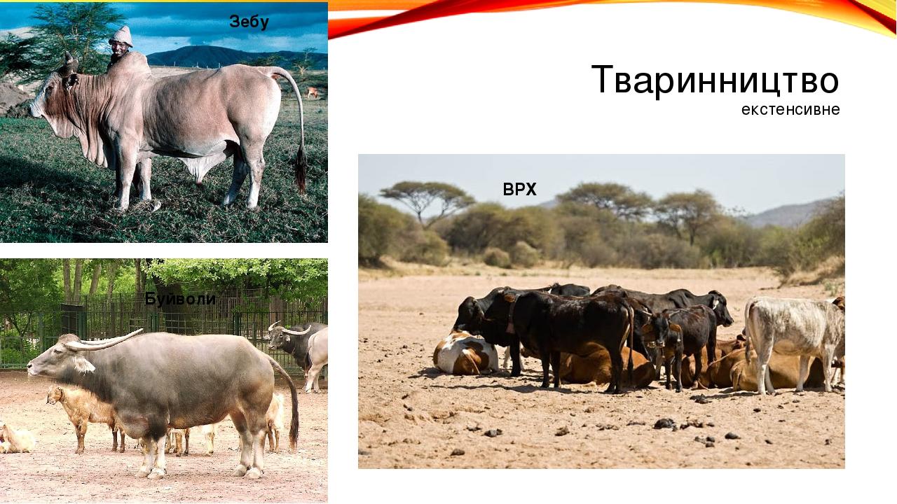Тваринництво екстенсивне Зебу Буйволи ВРХ