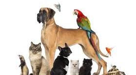 What is your pet doing?