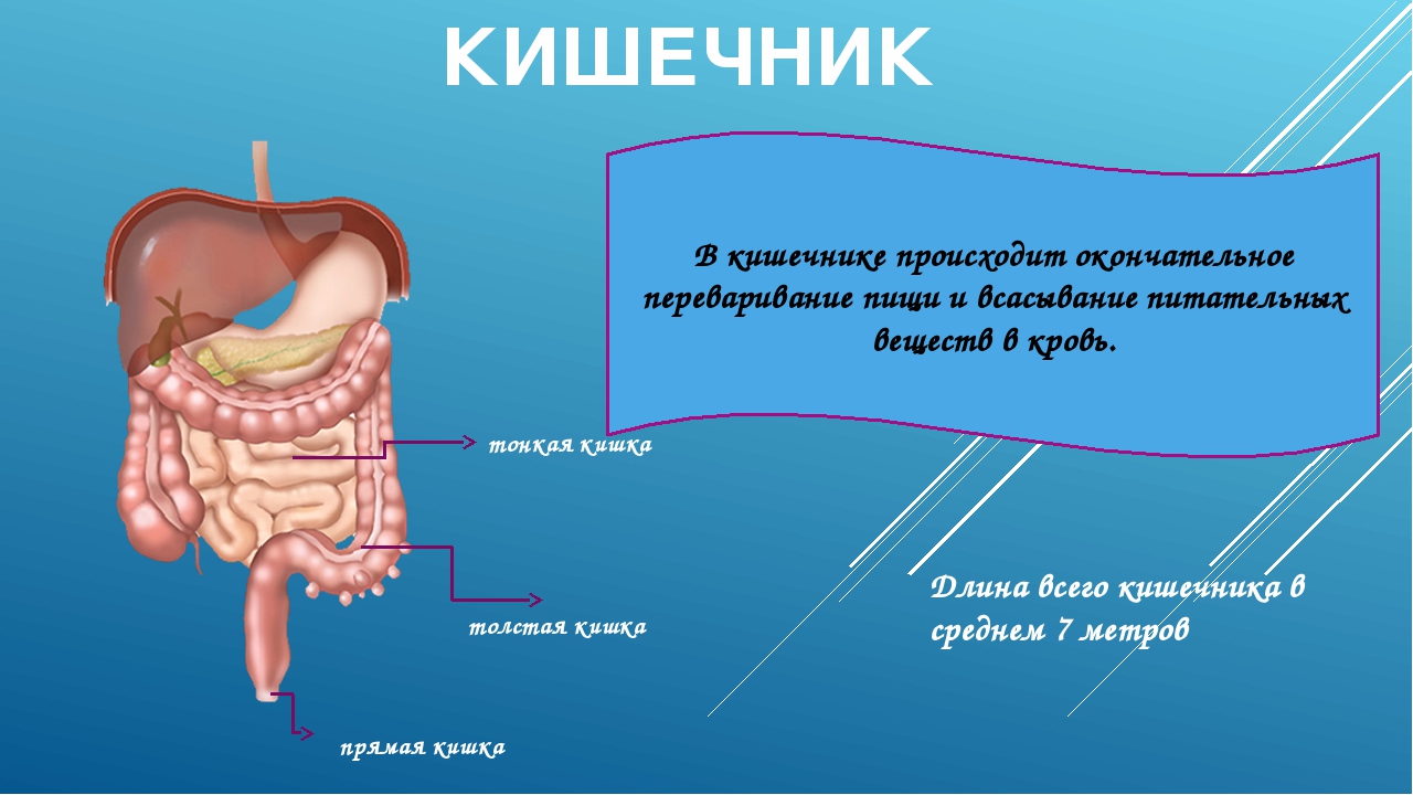 Кишечная колика карта. Кишечник 2 класс окружающий мир.