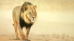 Розробка вправ для домашнього читання Fatima Ali «Lion’s hair»