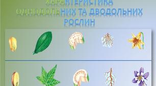 "Покритонасінні: порівняльна характеристика дводольних та однодольних рослин"