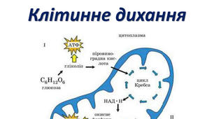 (Копія) Самостійна робота по темі «Клітинне дихання. Біохімічні механізми дихання»