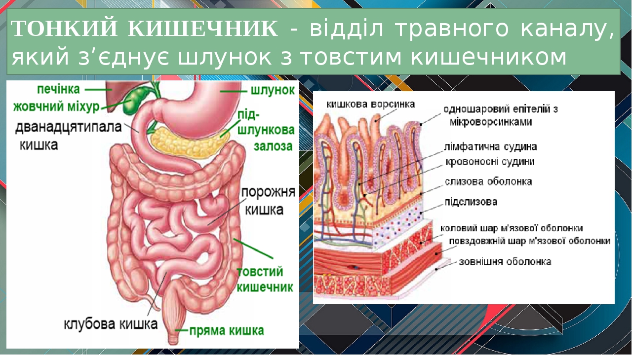 Признаки изменений в стенках тонкого кишечника