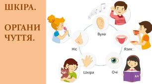 Шкіра. Органи чуття