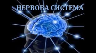 Нервова система