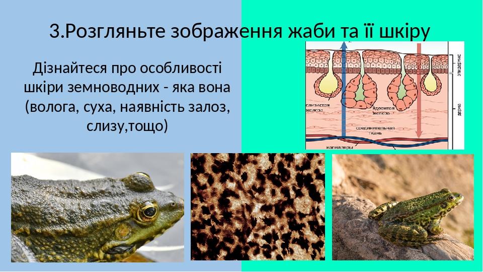 Презентація "Покриви тіла тварин" | Презентація. Біологія