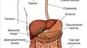 Травна система. Харчування.