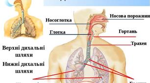 Дихальна система
