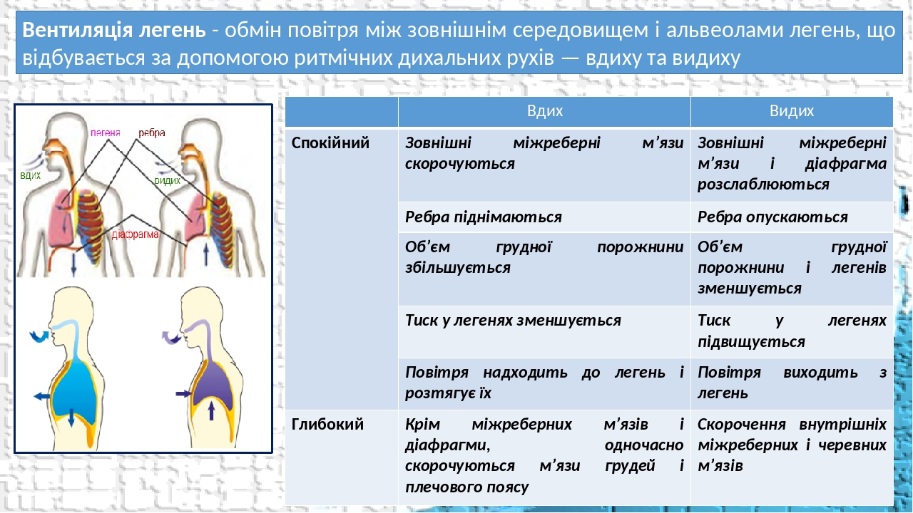 Вентиляція легень - обмін повітря між зовнішнім середовищем і альвеолами легень, що відбувається за допомогою ритмічних дихальних рухів — вдиху та ...