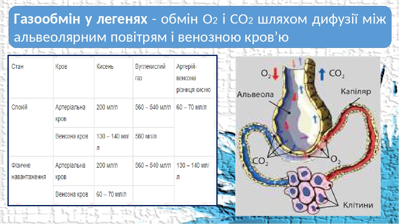 Газообмін у легенях - обмін О2 і СО2 шляхом дифузії між альвеолярним повітрям і венозною кров’ю