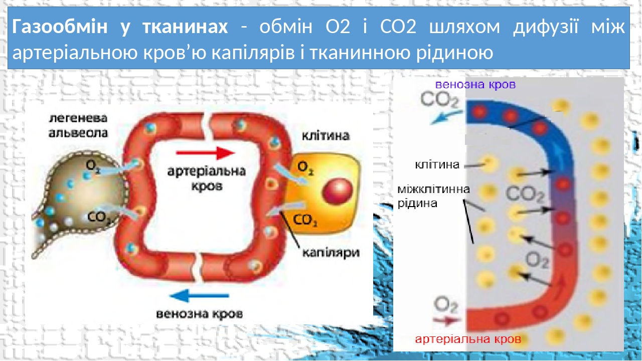 Газообмін у тканинах - обмін О2 і СО2 шляхом дифузії між артеріальною кров’ю капілярів і тканинною рідиною