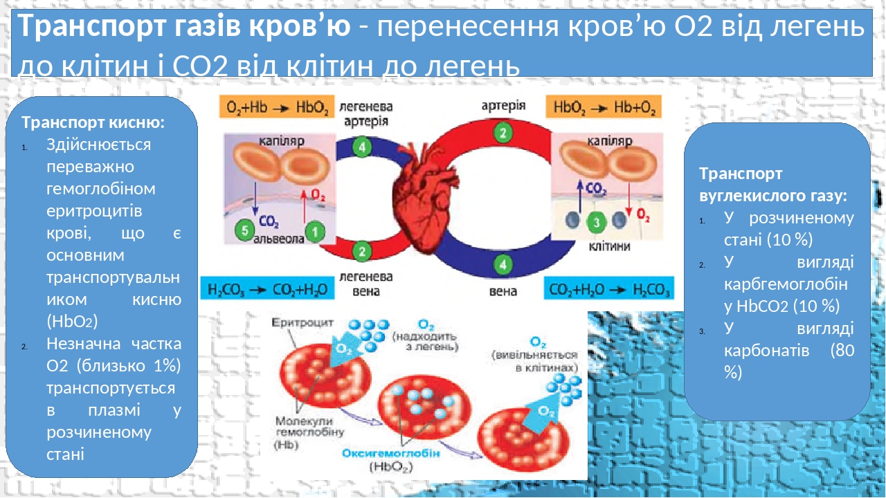 Транспорт газів кров’ю - перенесення кров’ю О2 від легень до клітин і СО2 від клітин до легень Транспорт вуглекислого газу: У розчиненому стані (10...