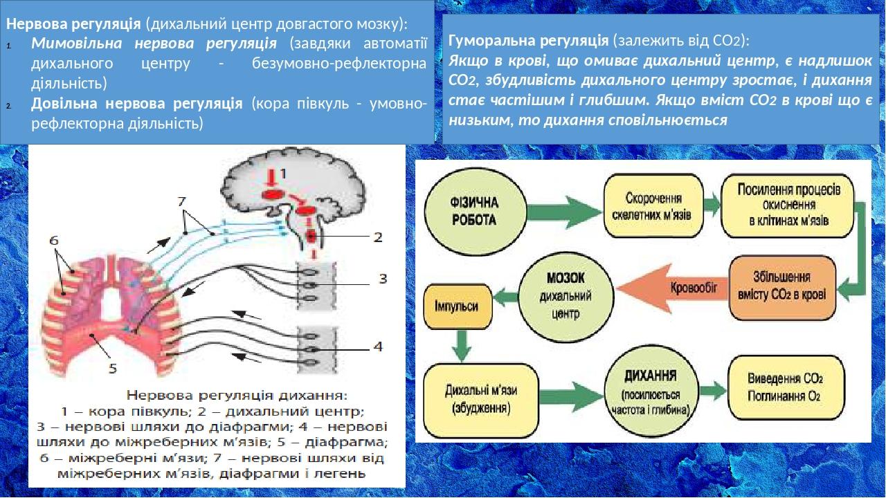 Этапы нейрогуморальной регуляции организма начиная с гипоталамуса. Нейрогуморальная регуляция ЕГЭ биология. Нейрогуморальная регуляция примеры. Нейрогуморальная регуляция боли. Нейрогуморальная регуляция липидного обмена.