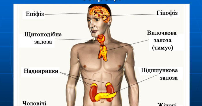 Эндокринная Система Картинки Для Презентации