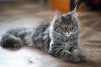 Шерсть кошки: советы по уходу - PurinaOne.ru