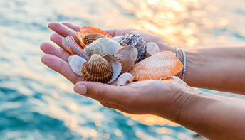 How do shells form? | The Lighthouse