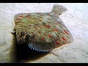 Морская камбала рыба семейства камбаловых - YouTube