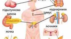 Ендокринна  регуляція функцій організму людини