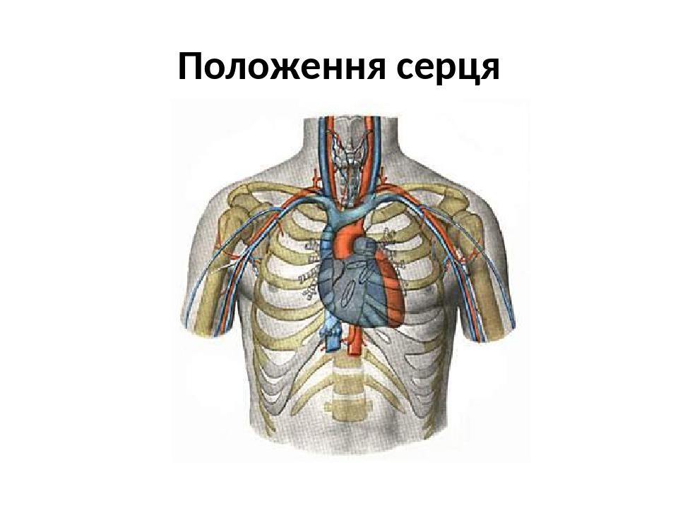 Латеральная грудная Вена. Главные вены грудной полости. Вена под грудиной у мужчин.