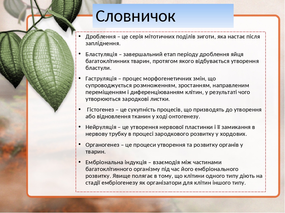 Словничок Дроблення – це серія мітотичних поділів зиготи, яка настає після запліднення. Бластуляція – завершальний етап періоду дроблення яйця бага...