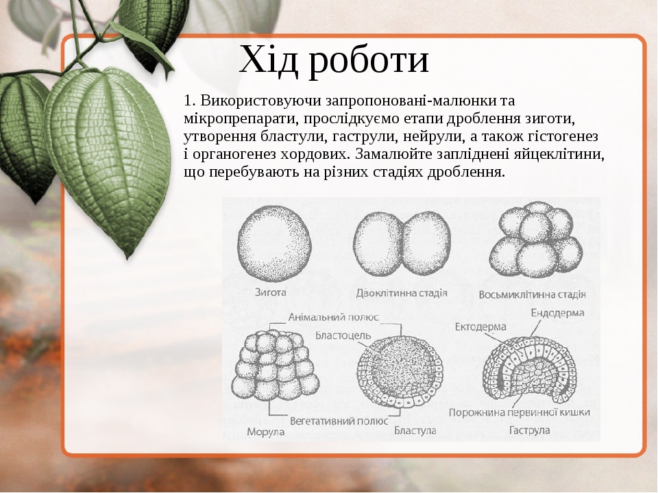 Хід роботи 1. Використовуючи запропоновані-малюнки та мікропрепарати, прослідкуємо етапи дроблення зиготи, утворення бластули, гаструли, нейрули, а...