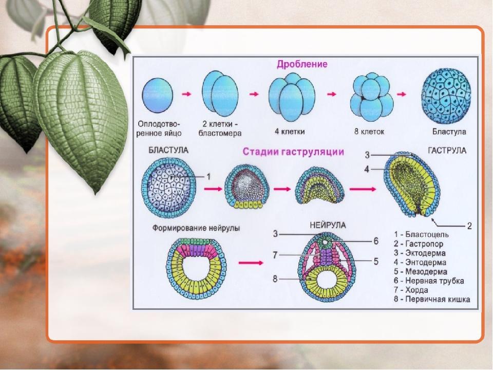 Восстановите подписи к немой схеме этапы эмбрионального развития зигота бластула гаструла нейрула
