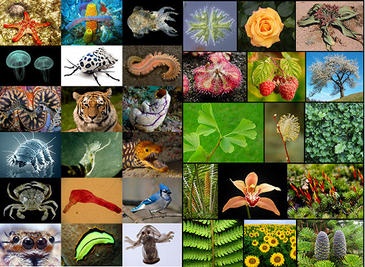 5 major threats to biodiversity, and how we can help curb them