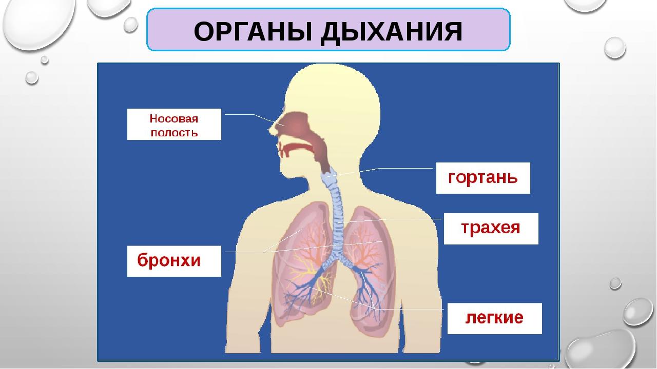 Дыхательный воздух. Дыхательная система 3 класс. Органы дыхания 3 класс. Органы дыхания 4 класс. Система дыхания 3 класс.