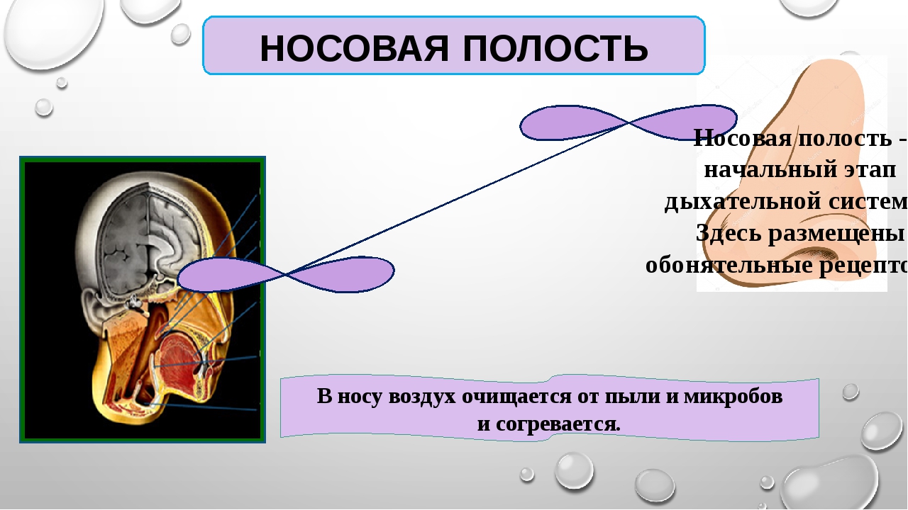 Дыхательная система человека 3 класс презентация