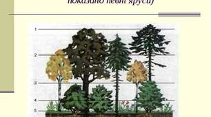 Екологічні та життєві форми рослин