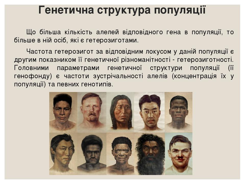 Генетична структура популяції Що більша кількість алелей відповідного гена в популяції, то більше в ній осіб, які є гетерозиготами. Частота гетероз...
