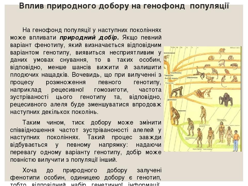 Вплив природного добору на генофонд популяції На генофонд популяції у наступних поколіннях може впливати природний добір. Якщо певний варіант фенот...