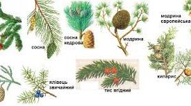 Голонасінні рослини