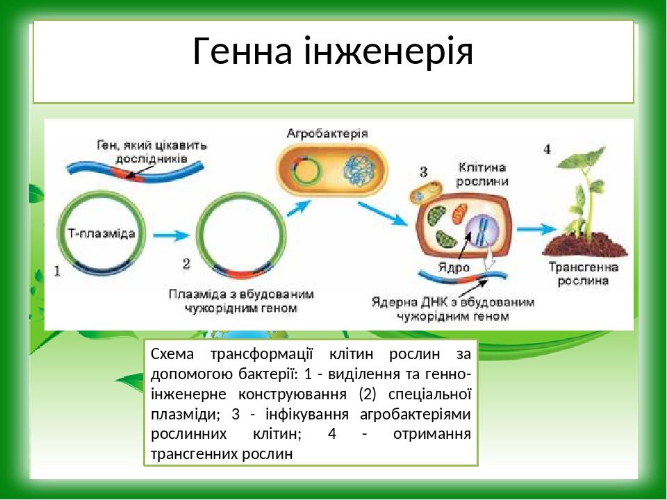 Схема получения генно инженерного инсулина