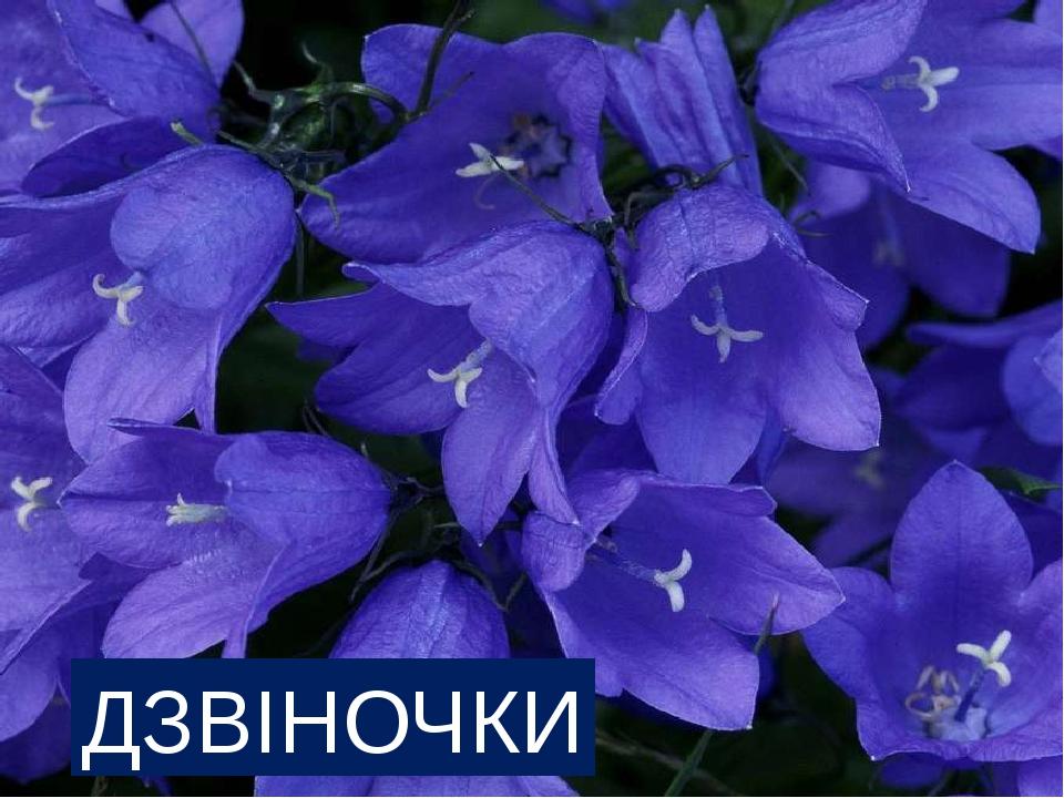 Презентація до кольорового тижня "Синій колір" | Презентація. Виховна ...