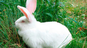 СЕЛЕКЦІЯ КРОЛІВ ( Oryctolagus )В ДОМАШНІХ УМОВАХ