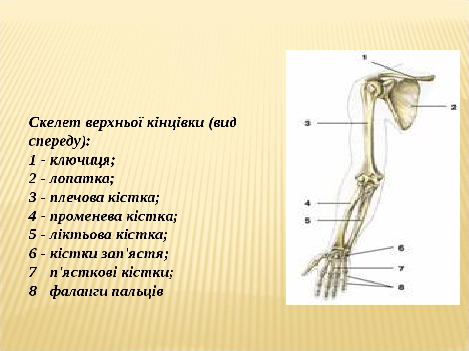 Таблица скелет верхних конечностей. Добавочный скелет.