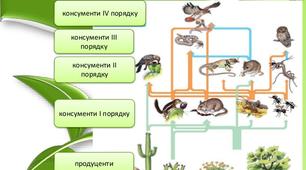 Ланцюги живлення і трофічні рівні