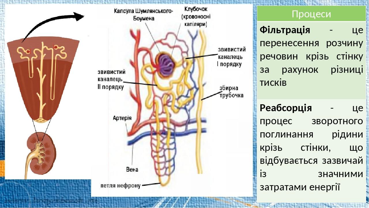 Презентація "Виділення – важливий етап обміну речовин. Будова та ...